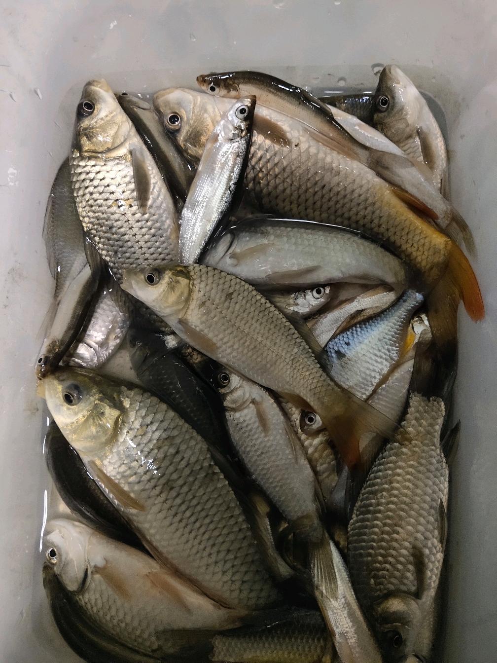 钓鲤鱼饵料最佳状态(鲤鱼钓鱼饵料)