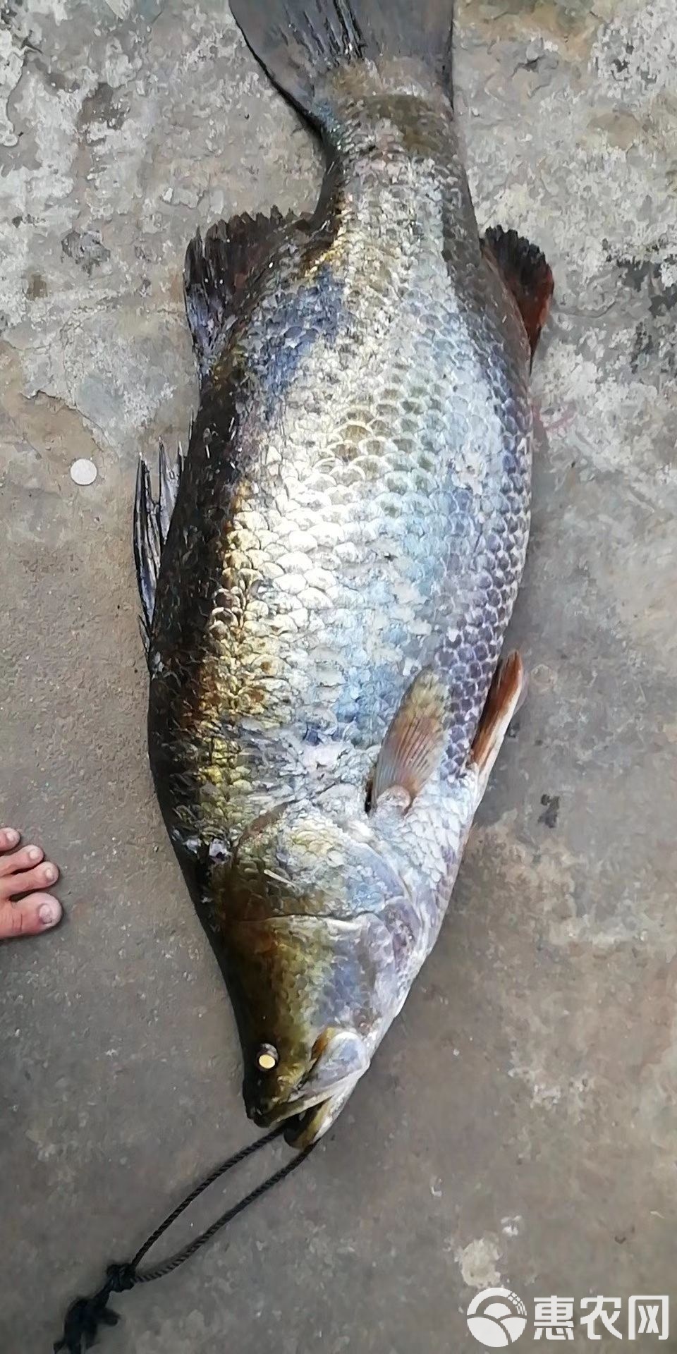 路亚盲曹(路亚竿十大排行榜)