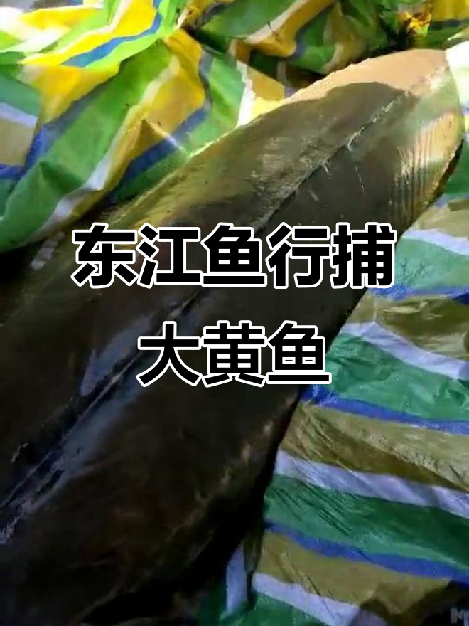 大连海钓黑黄鱼地点(大连黑黄鱼价格)