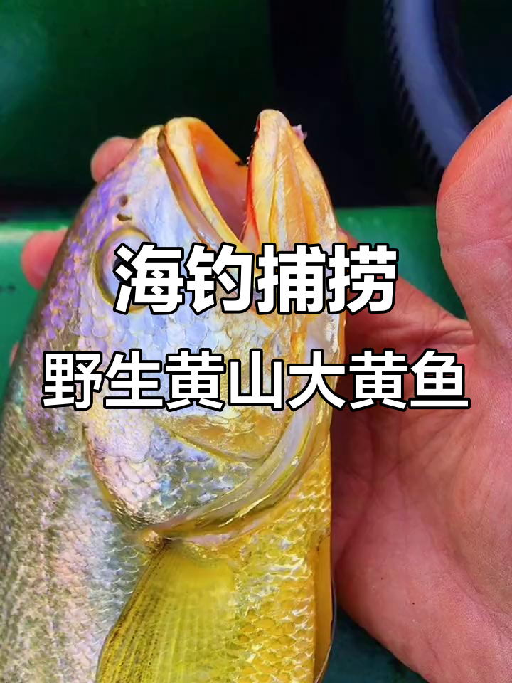 大连海钓黑黄鱼地点(大连黑黄鱼价格)
