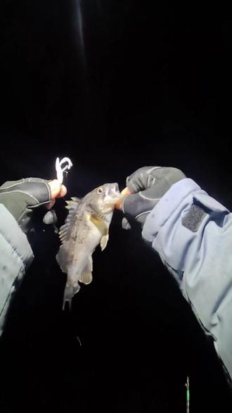 大连海钓黑渔船(大连海钓黑鱼线组图解)