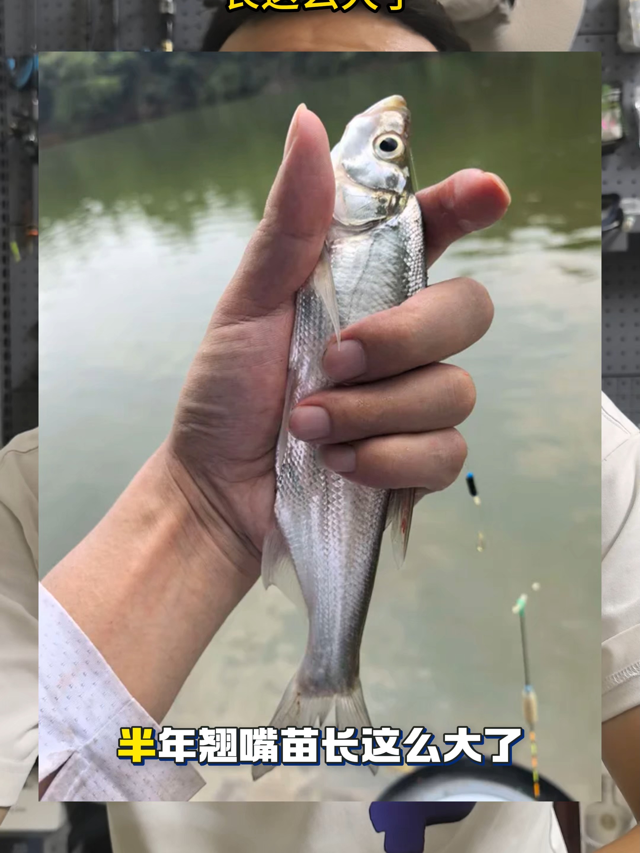 日照路亚养殖塘(路亚竿排名前十的品牌) 日照路亚养殖塘(路亚竿排名前十的品牌)