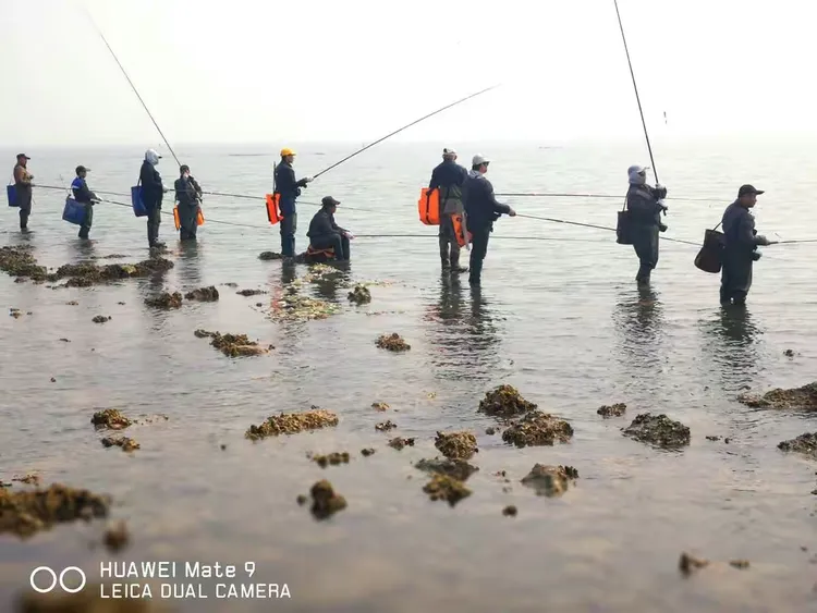 拍竿海钓梭鱼技巧(海钓梭鱼线组图解) 拍竿海钓梭鱼技巧(海钓梭鱼线组图解)