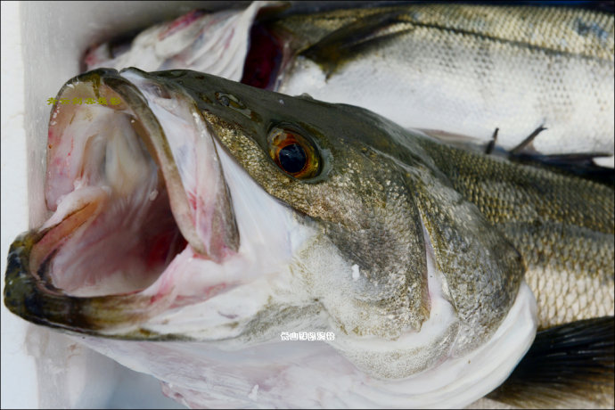 庄河海钓位置(庄河海钓能钓到什么鱼)