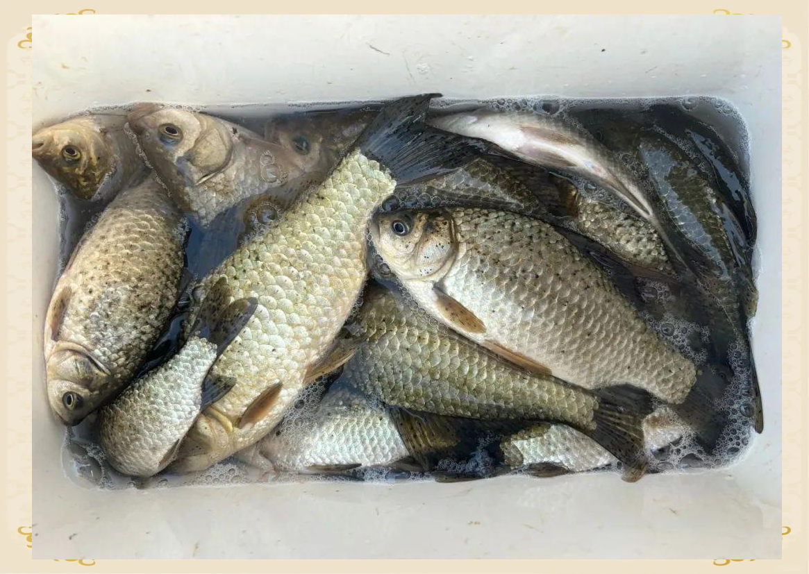 秋天钓大鱼用什么饵料(秋天钓鱼用什么鱼料) 秋天钓大鱼用什么饵料(秋天钓鱼用什么鱼料)