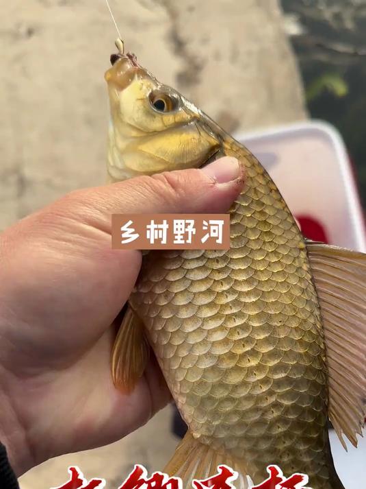 春季传统钓钓鲫鱼技巧(春季钓鲫鱼用什么饵料好) 春季传统钓钓鲫鱼技巧(春季钓鲫鱼用什么饵料好)