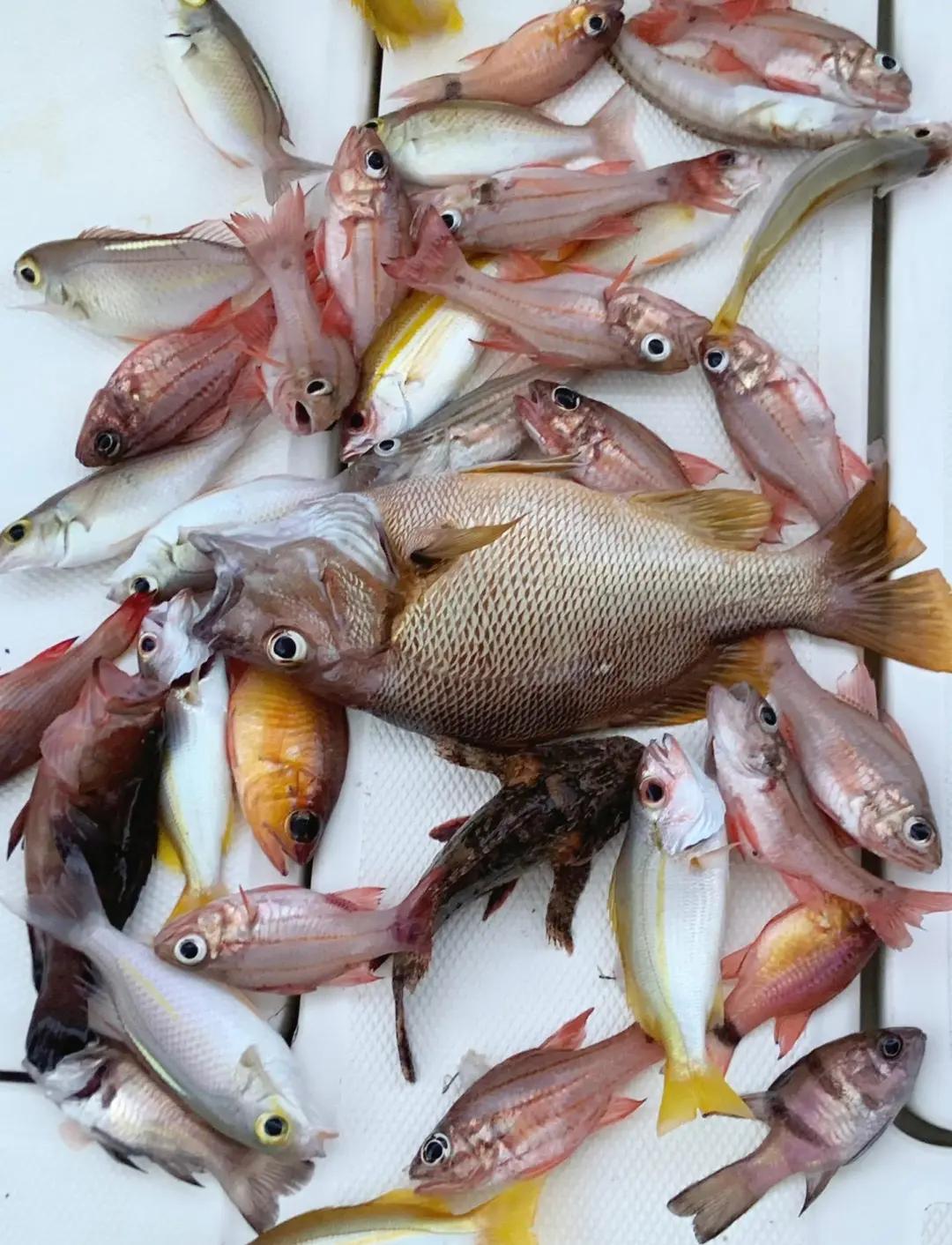 葫芦岛周边海钓(葫芦岛海边钓鱼)