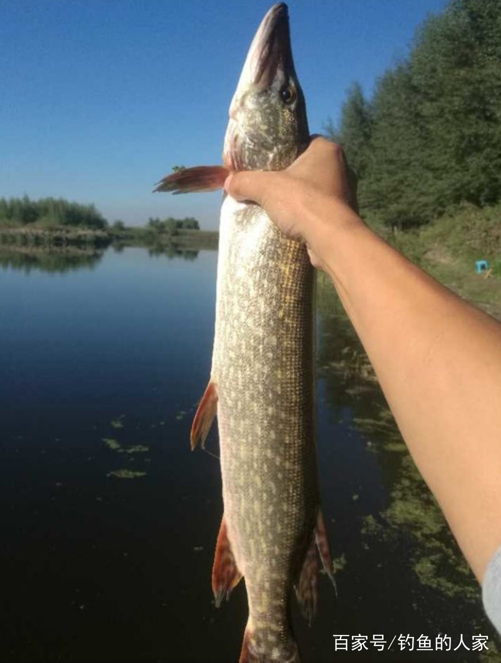 青田海口路亚(黑龙江路亚鱼种)