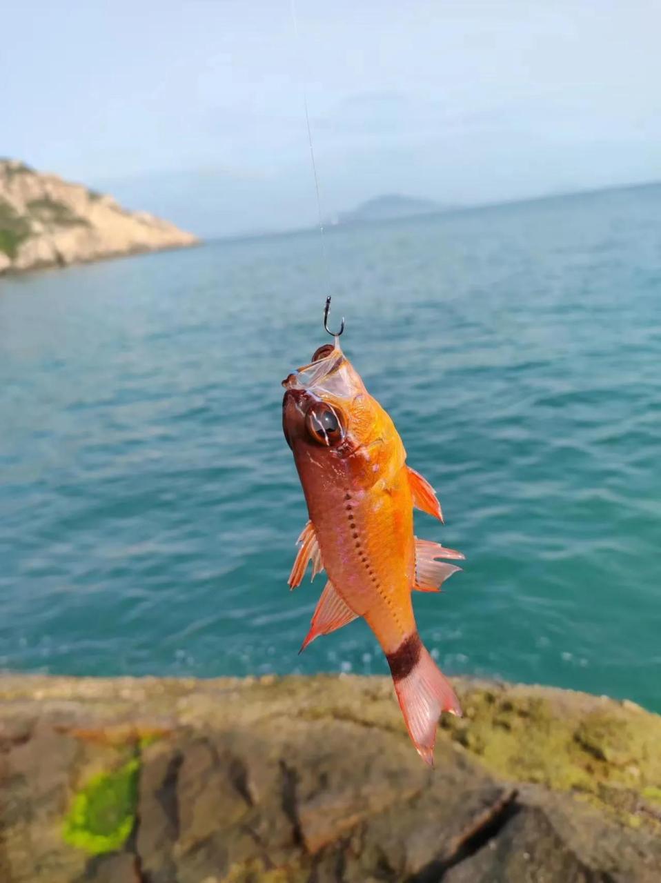 近海钓马鲛鱼的季节(海南钓马鲛鱼季节)