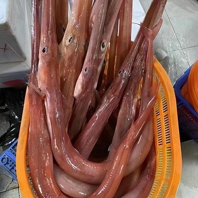 海钓马鞭鱼(公认钓马口的最好方法)