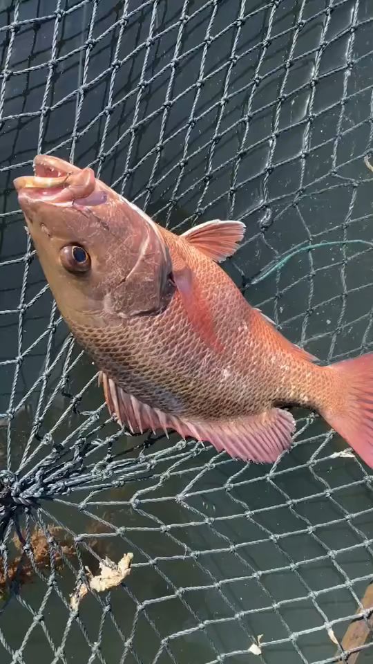 海钓马鞭鱼(公认钓马口的最好方法)