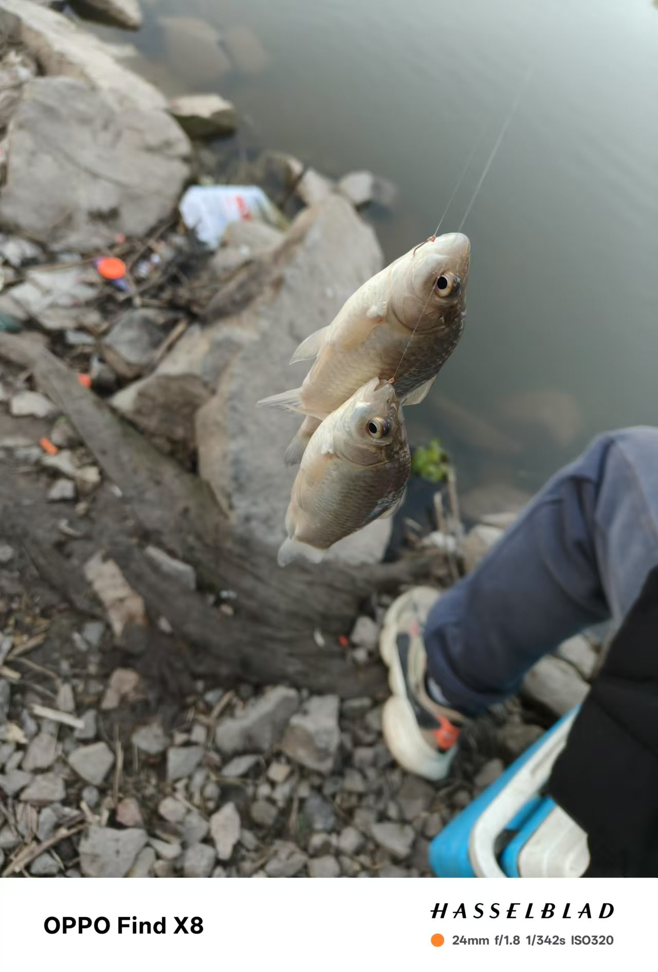 天冷饵料没有鱼口(冬天饵料不出丝) 天冷饵料没有鱼口(冬天饵料不出丝)