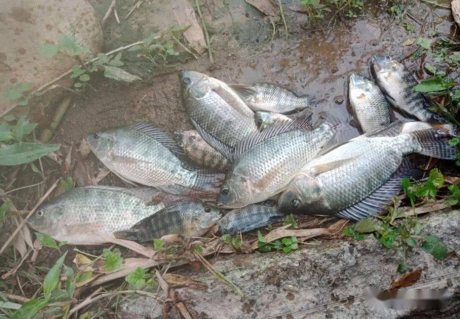 琼海钓罗飞(琼海钓鱼野钓地方)
