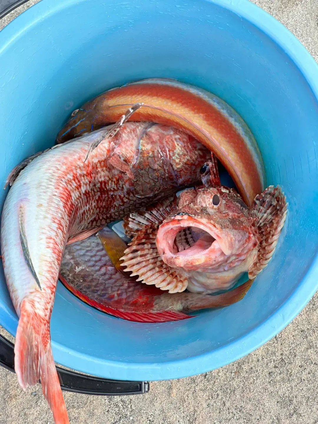 南澳海钓鱼种(南澳海钓鱼种有哪些)