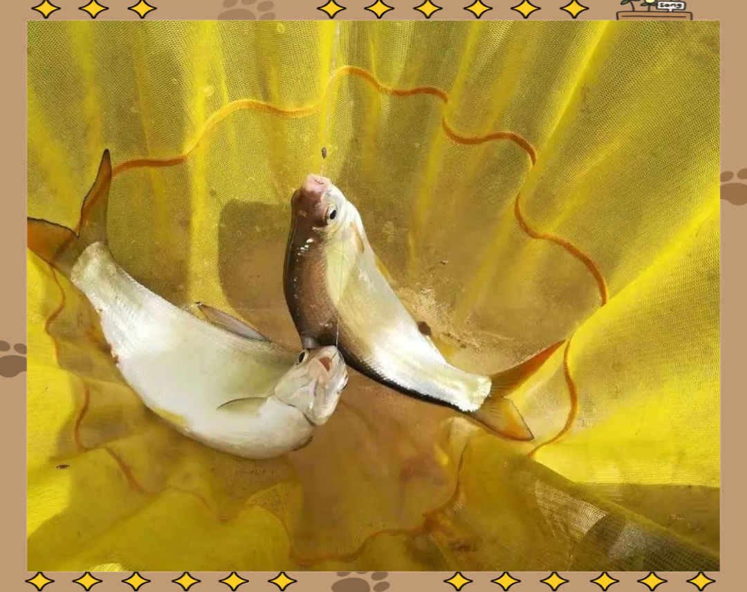 秋季钓黄尾鱼技巧(秋季怎么钓黄尾)