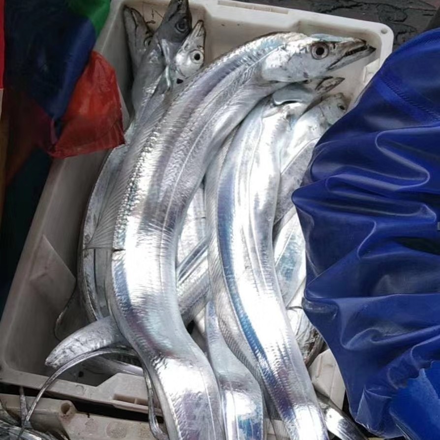 海钓带鱼用什么鱼竿(海钓带鱼装备清单)