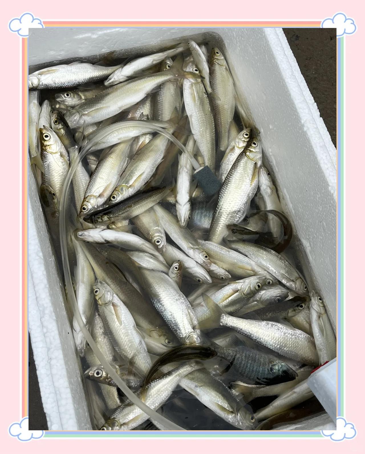 海钓饵料白鱼(海钓小白鱼) 海钓饵料白鱼(海钓小白鱼)