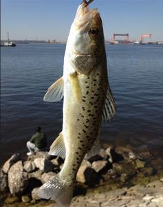 青岛海钓大鲈鱼(青岛海钓鲈鱼饵下水多深) 青岛海钓大鲈鱼(青岛海钓鲈鱼饵下水多深)