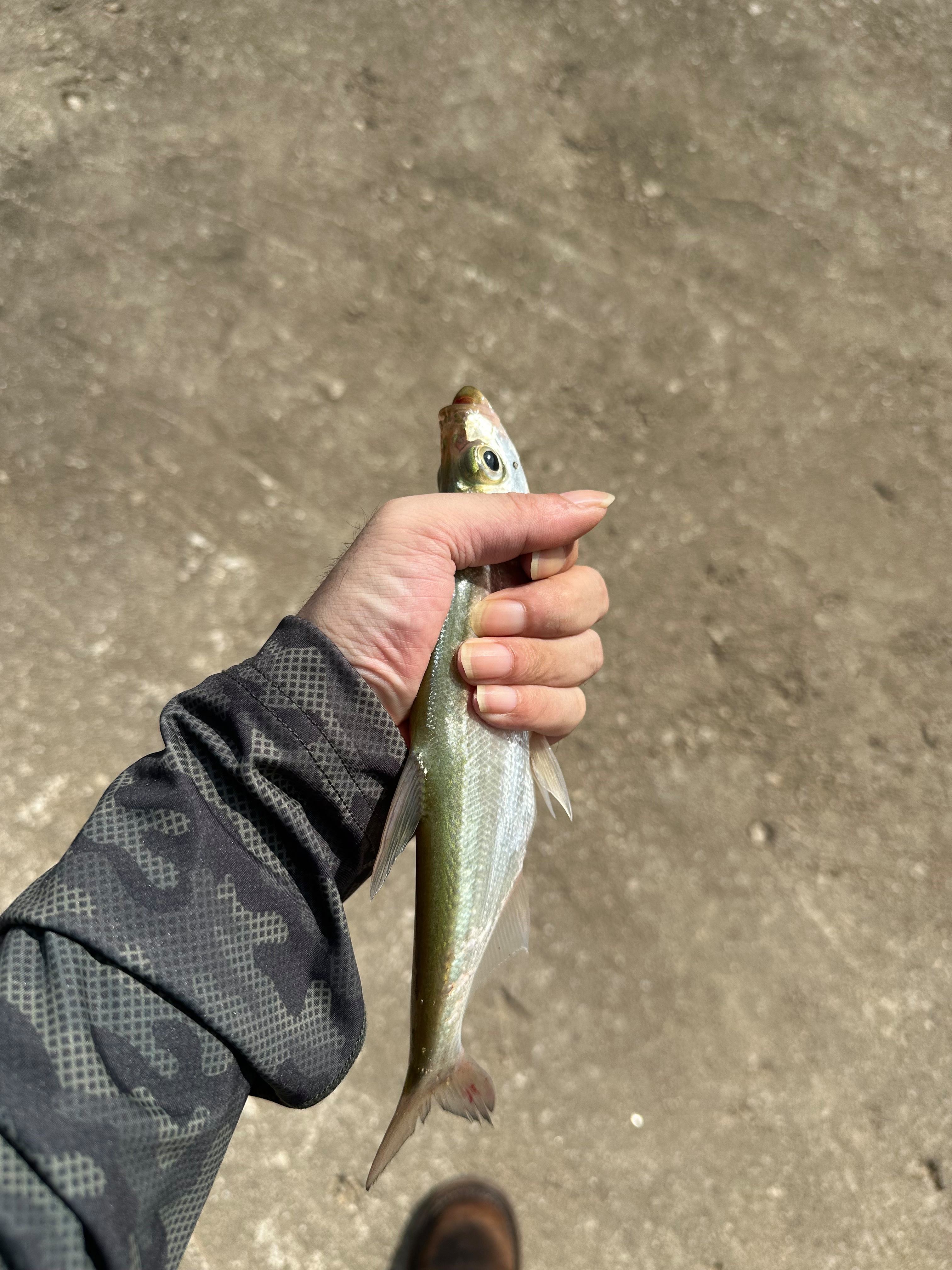 路亚竿枪竿和直竿(路亚竿什么是枪柄什么是直柄) 路亚竿枪竿和直竿(路亚竿什么是枪柄什么是直柄)