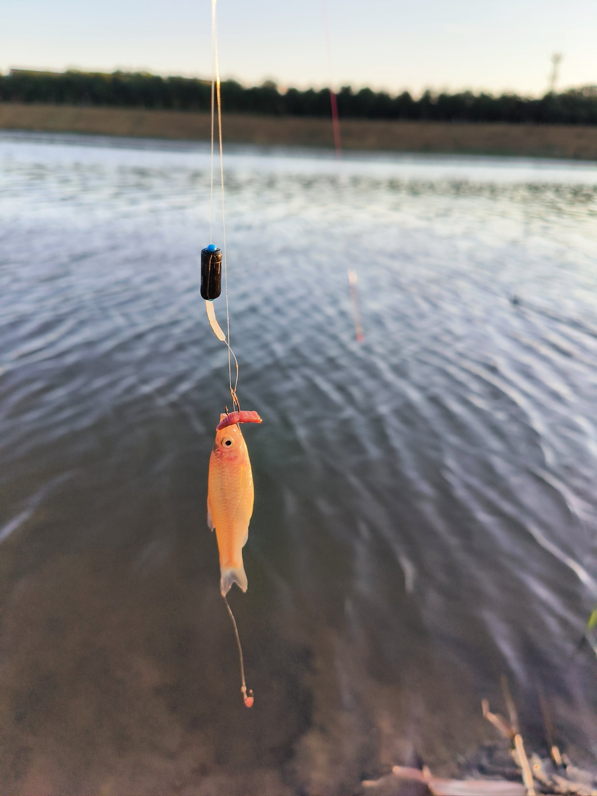 渔具店蚯蚓怎么养(渔具店蚯蚓养殖) 渔具店蚯蚓怎么养(渔具店蚯蚓养殖)