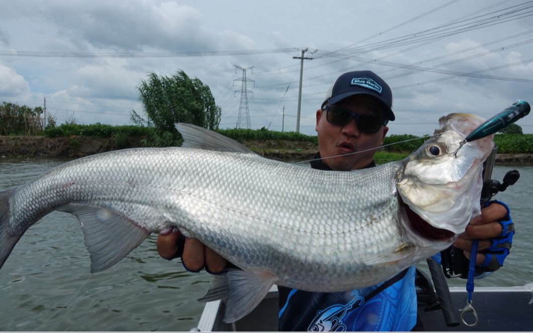 篮旗鱼路亚(旗鱼价格现在多少钱一斤) 篮旗鱼路亚(旗鱼价格现在多少钱一斤)