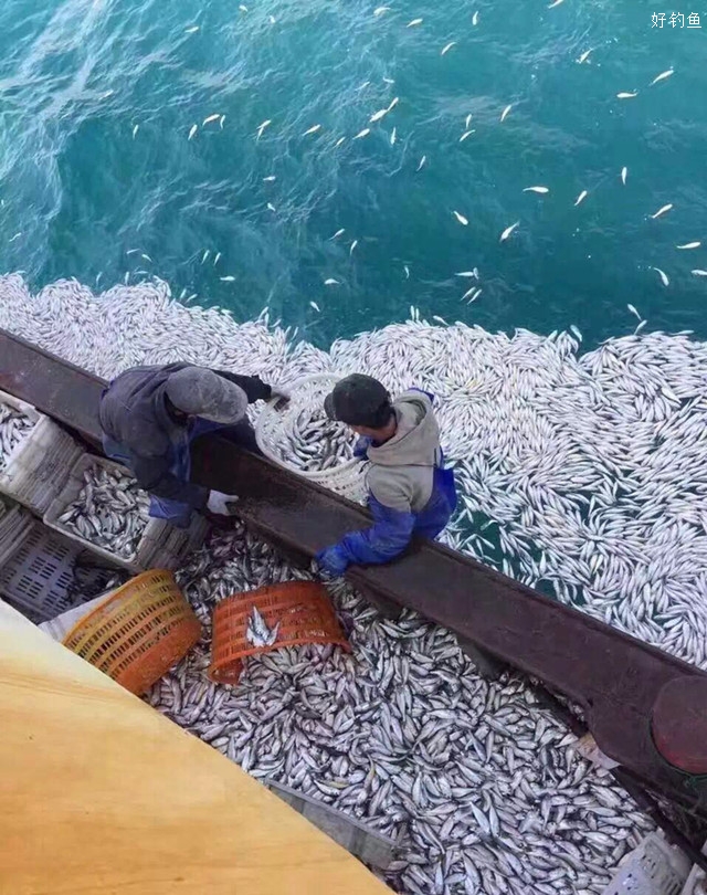 上海钓鱼招聘(上海市招聘网最新招聘)