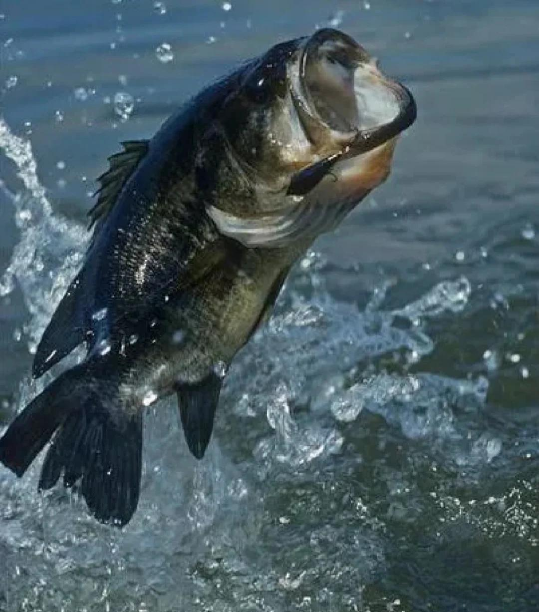海钓大鲈鱼技巧(海钓钓鲈鱼的最佳饵料)