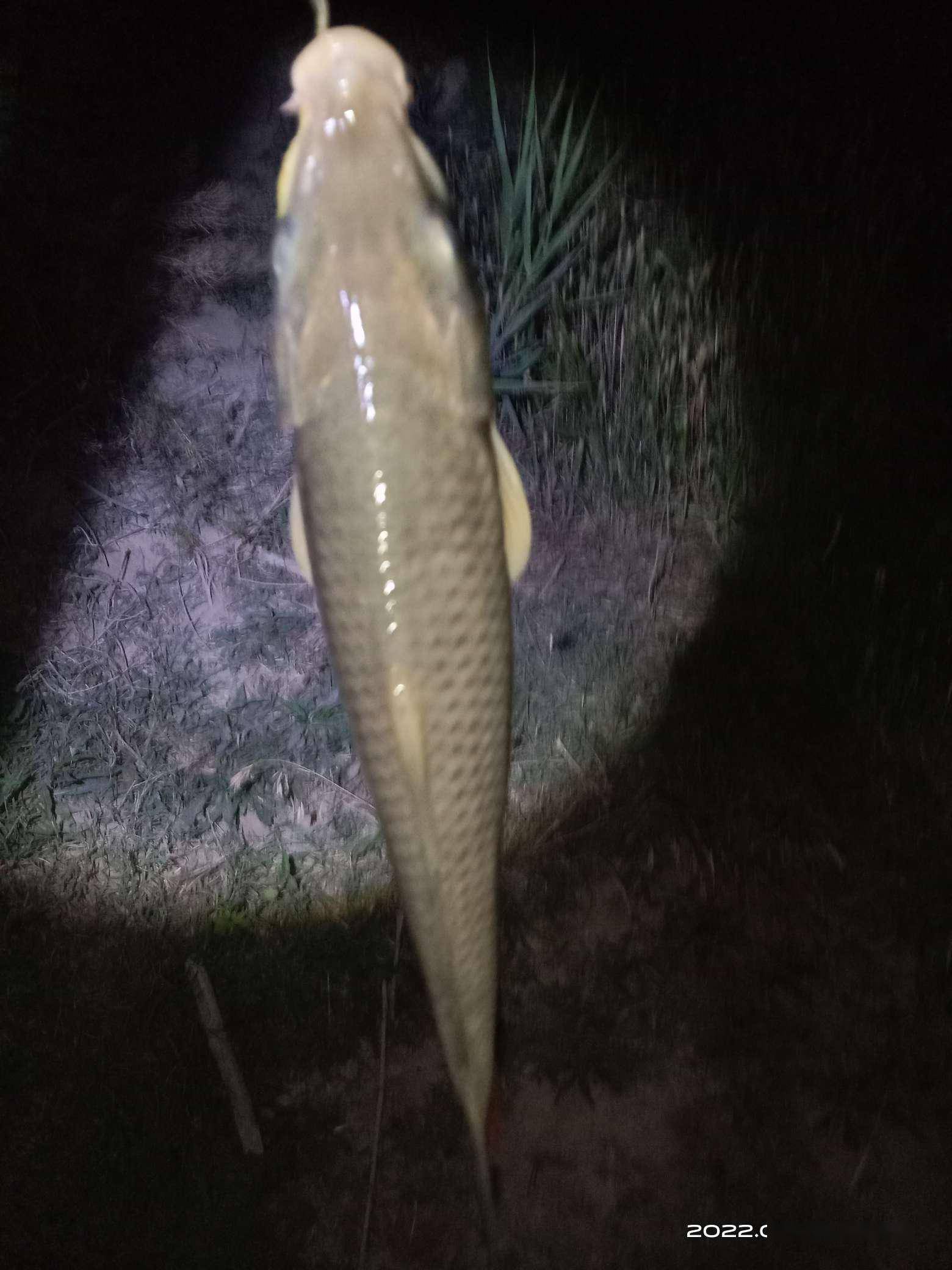 夜晚钓草鱼技巧(夜晚钓草鱼钓深还是钓浅) 夜晚钓草鱼技巧(夜晚钓草鱼钓深还是钓浅)