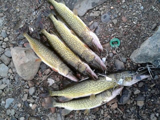 路亚ul狗鱼视频(路亚狗鱼用几号pe线合适) 路亚ul狗鱼视频(路亚狗鱼用几号pe线合适)