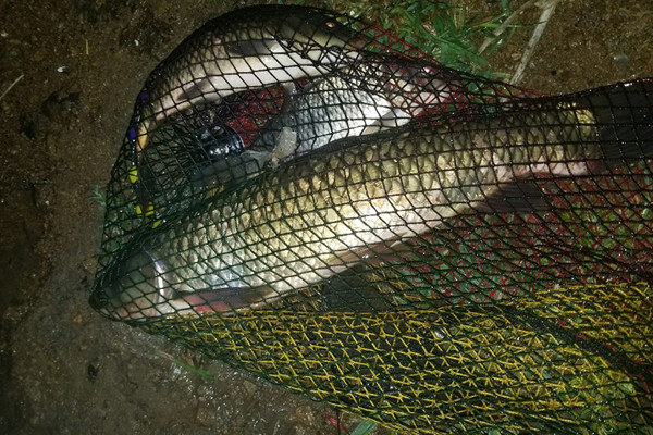 夜钓草鱼绝密技巧(夜钓草鱼怎么钓效果好)