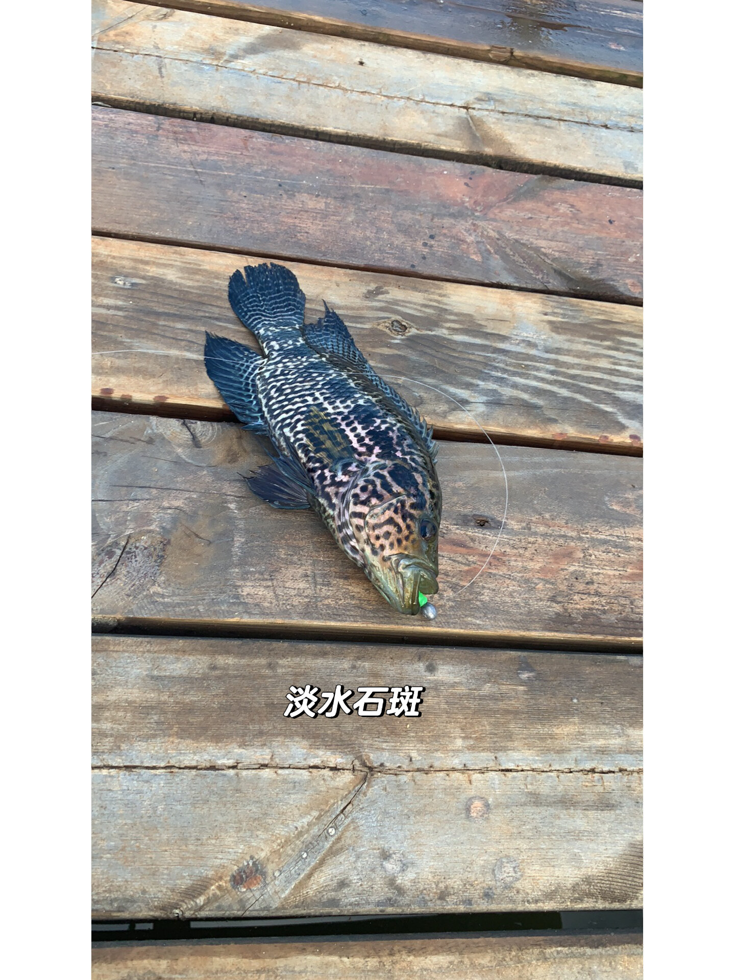 路亚光唇鱼(光唇鱼可以用路亚钓吗)