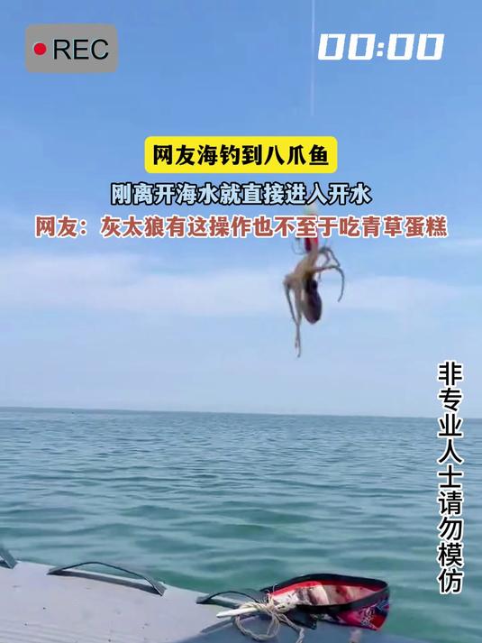 海钓八爪(海钓八爪钩怎么用)