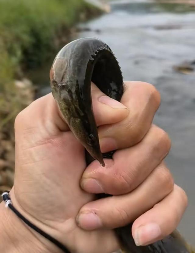 刺鳅钓鱼绝密技巧(刺鳅钓鱼绝密技巧图解)