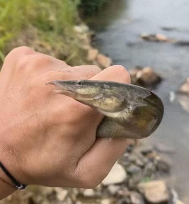 刺鳅钓鱼绝密技巧(刺鳅钓鱼绝密技巧图解)