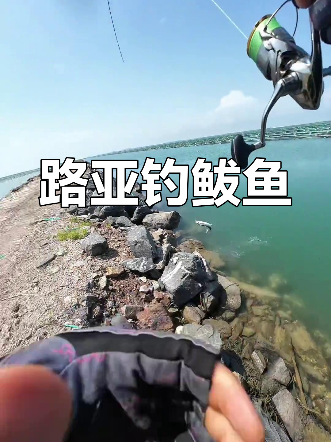 海钓鲅鱼路亚(海钓路亚鲅鱼技巧) 海钓鲅鱼路亚(海钓路亚鲅鱼技巧)