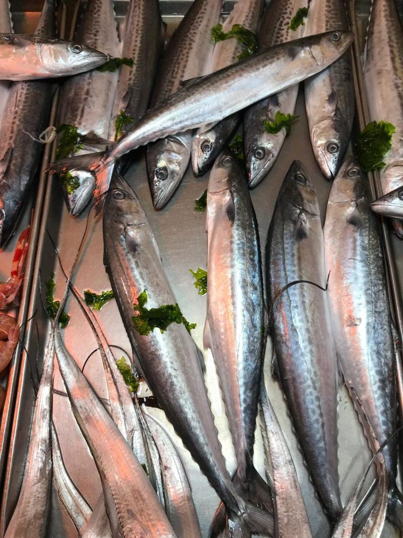 海钓鲅鱼路亚(海钓路亚鲅鱼技巧) 海钓鲅鱼路亚(海钓路亚鲅鱼技巧)