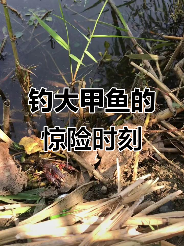 深秋水库钓甲鱼技巧(深秋水库钓甲鱼技巧和方法) 深秋水库钓甲鱼技巧(深秋水库钓甲鱼技巧和方法)