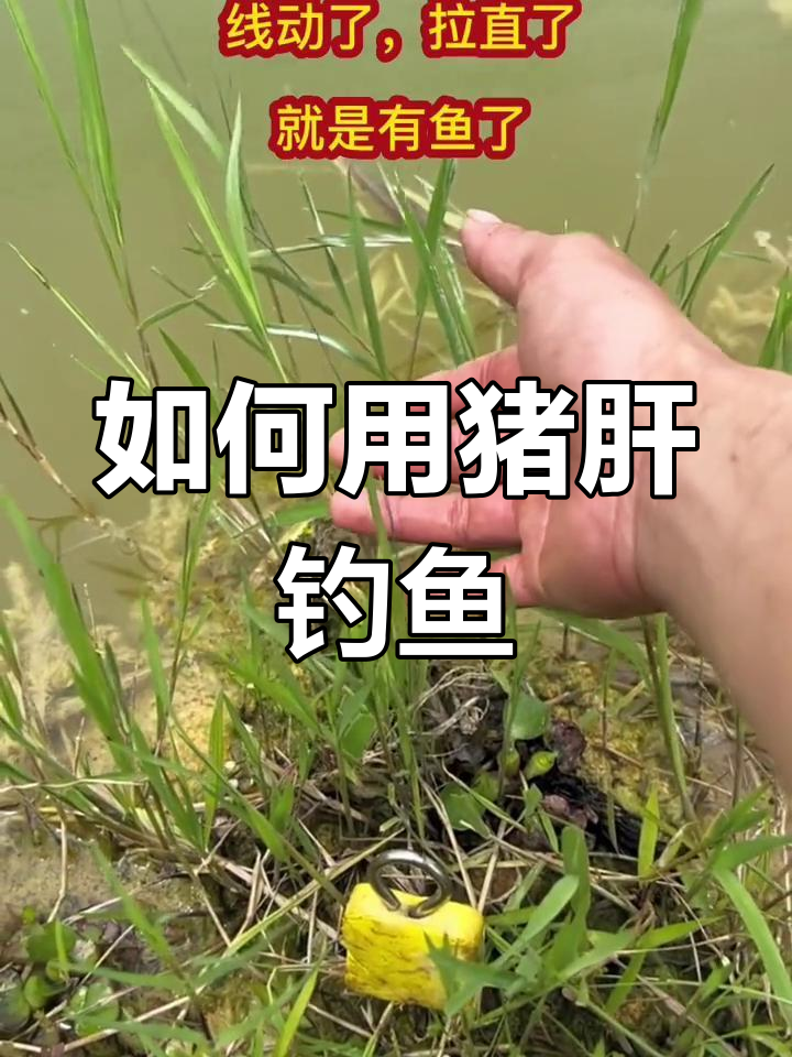 深秋水库钓甲鱼技巧(深秋水库钓甲鱼技巧和方法) 深秋水库钓甲鱼技巧(深秋水库钓甲鱼技巧和方法)
