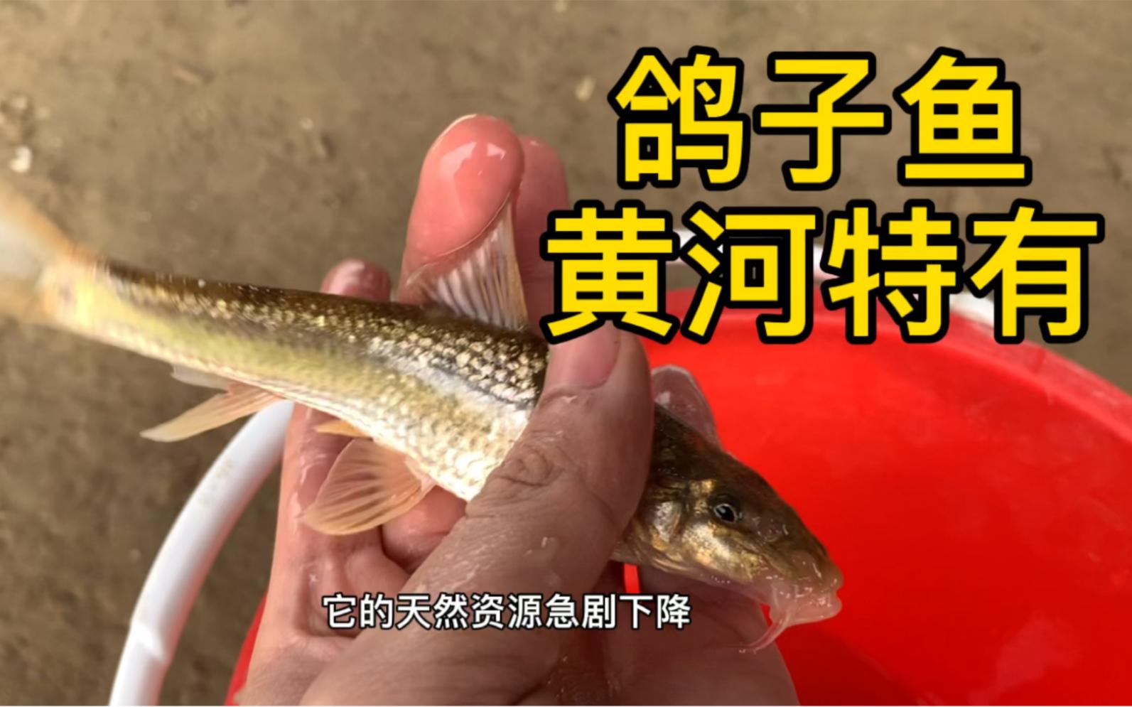 钓鸽子鱼饵料(钓鸽子鱼饵料怎么配)