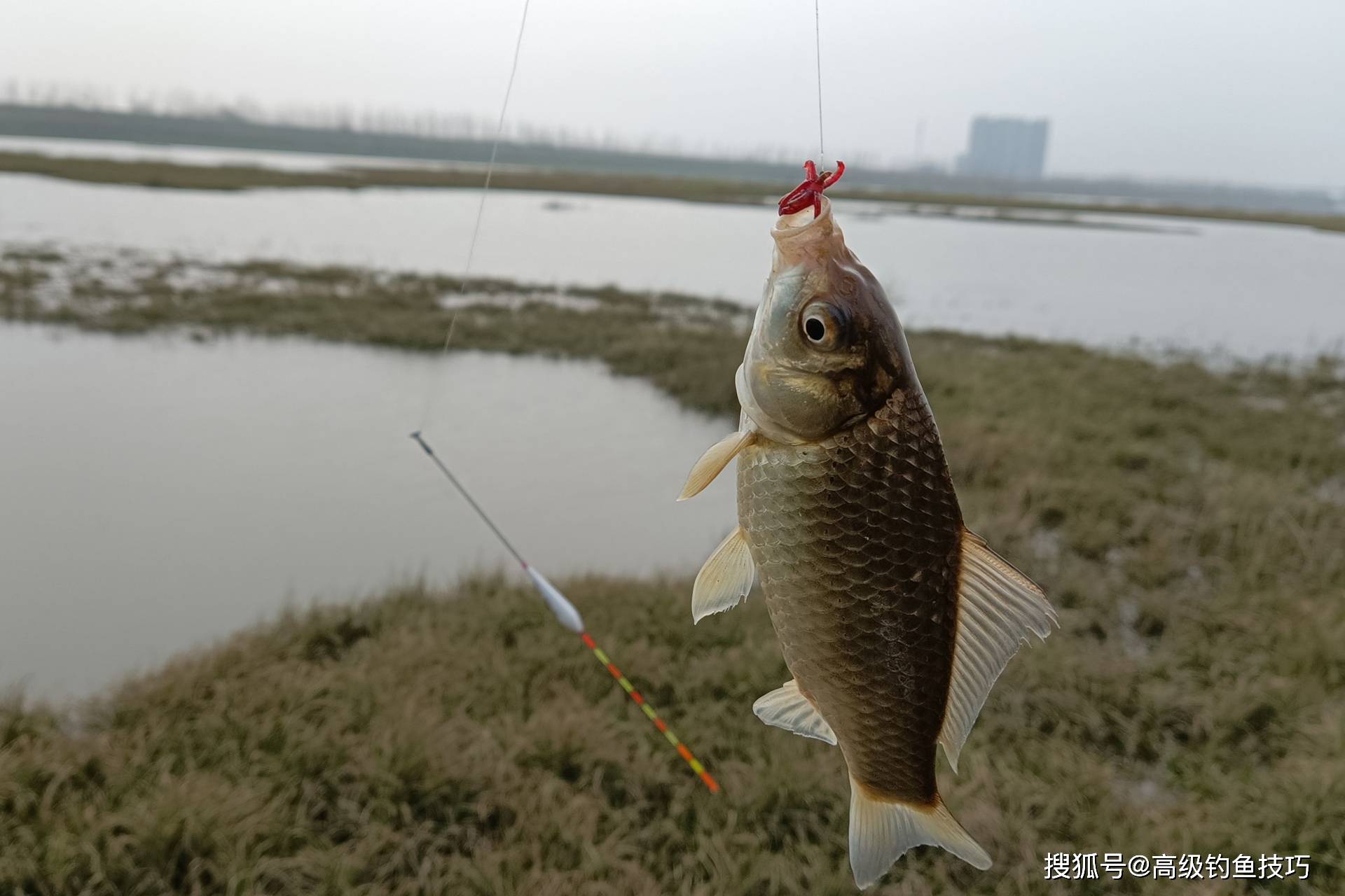 江河野钓大鲫鱼技巧(江河野钓用什么饵料好) 江河野钓大鲫鱼技巧(江河野钓用什么饵料好)