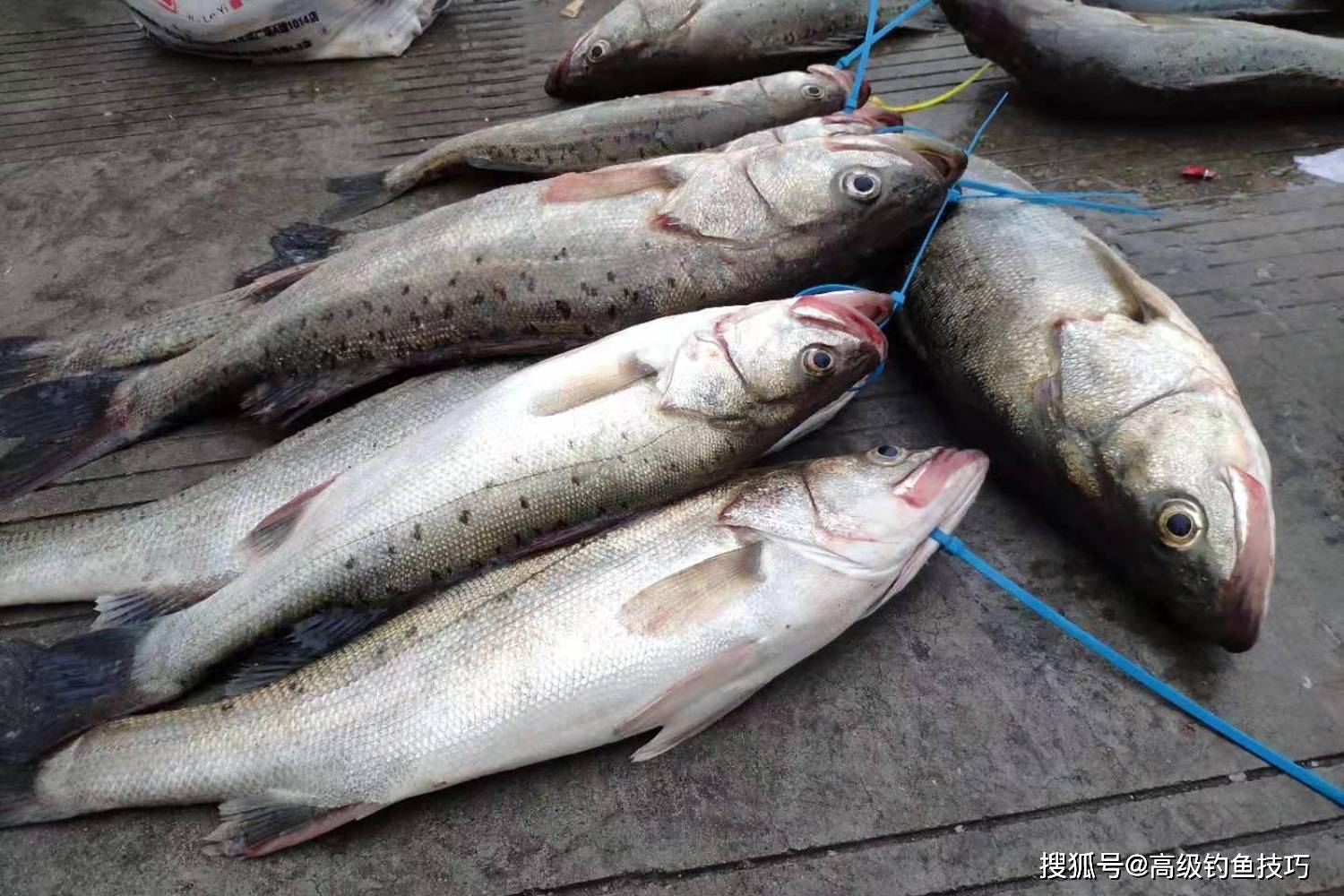 渤海湾海钓鲈鱼(渤海湾船钓鲈鱼怎么钓) 渤海湾海钓鲈鱼(渤海湾船钓鲈鱼怎么钓)
