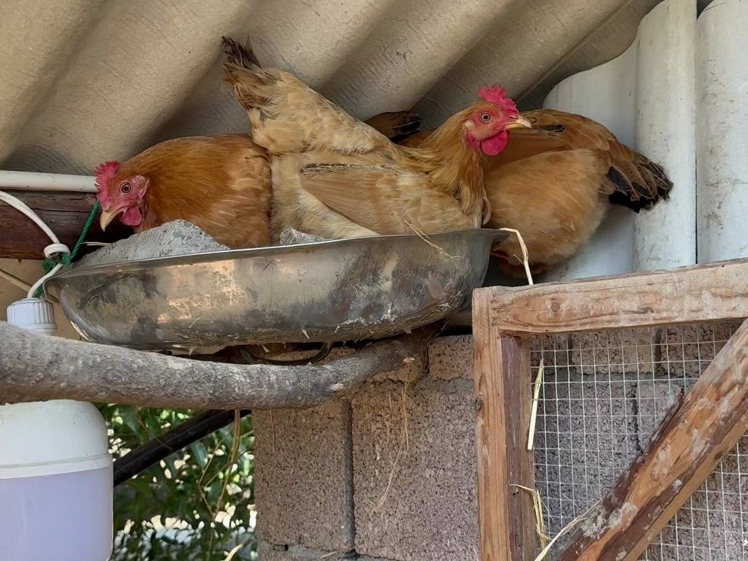 鸡肠打窝技巧(鸡肠打窝能诱什么鱼) 鸡肠打窝技巧(鸡肠打窝能诱什么鱼)