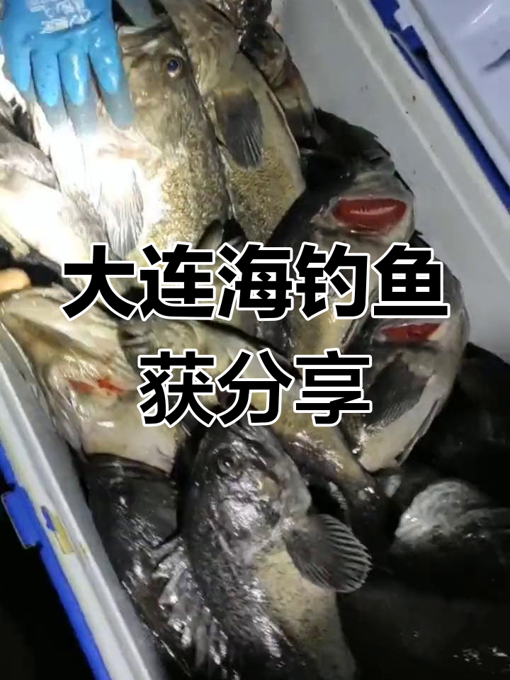 海钓乌鱼头视频(海乌头鱼钓法) 海钓乌鱼头视频(海乌头鱼钓法)