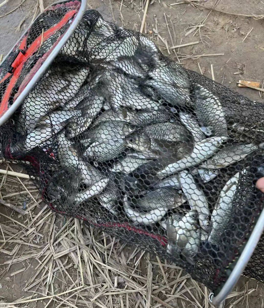 冬季鲫鱼技巧(冬季鲫鱼怎么调漂) 冬季鲫鱼技巧(冬季鲫鱼怎么调漂)