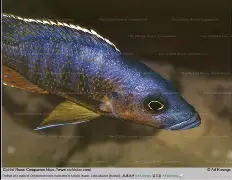 中原渔具张国军(中原渔具城官网) 中原渔具张国军(中原渔具城官网)