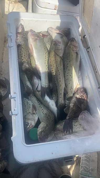 路亚鲅鱼直播(路亚鲅鱼钓组图片) 路亚鲅鱼直播(路亚鲅鱼钓组图片)