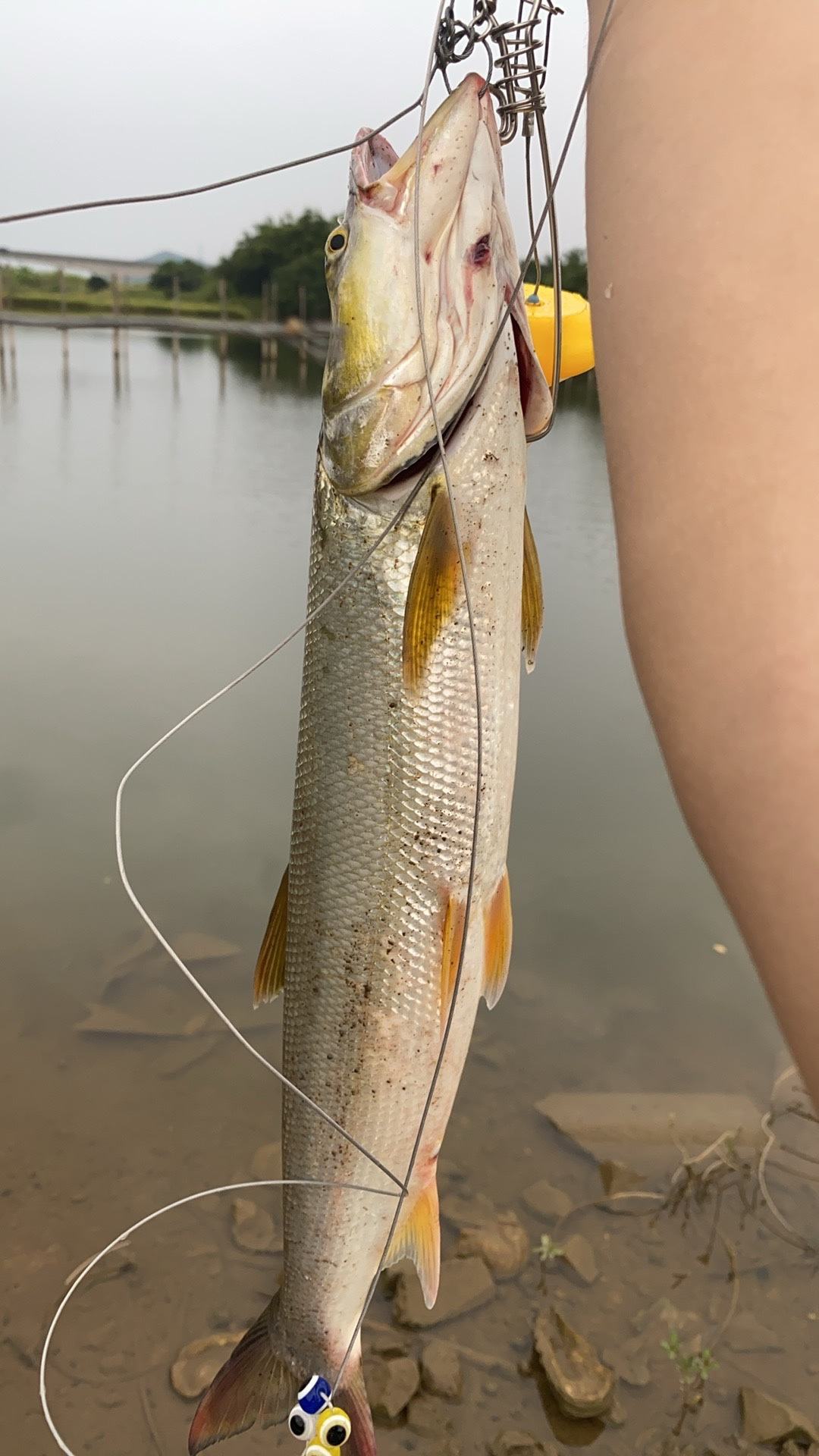 路亚鲅鱼直播(路亚鲅鱼钓组图片) 路亚鲅鱼直播(路亚鲅鱼钓组图片)