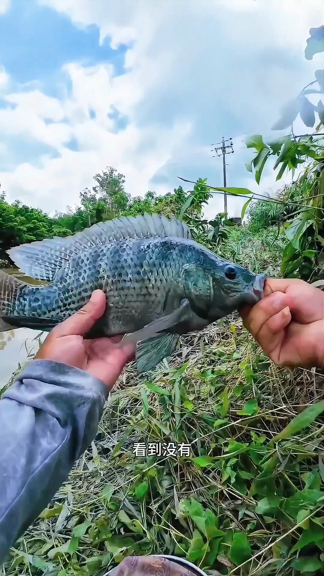 万峰湖钓大罗非技巧(万峰湖白天钓大罗非用什么饵料) 万峰湖钓大罗非技巧(万峰湖白天钓大罗非用什么饵料)