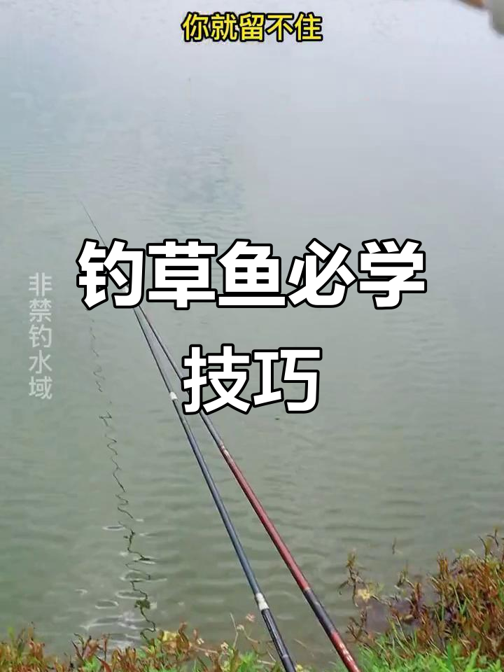 秋冬钓草鱼技巧和方法(秋冬钓草鱼怎么钓) 秋冬钓草鱼技巧和方法(秋冬钓草鱼怎么钓)