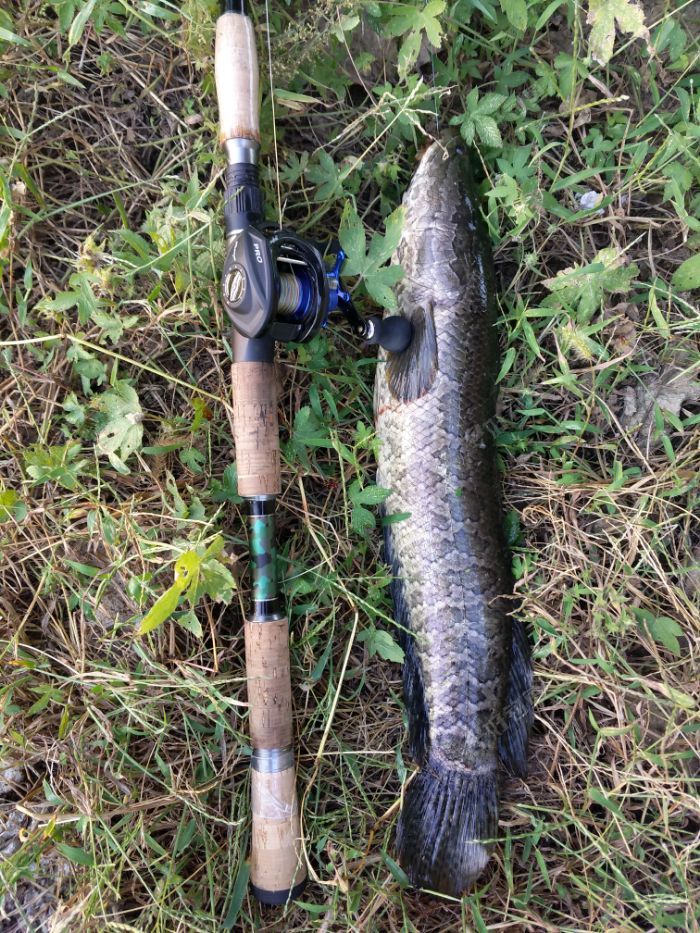 广东地区路亚黑鱼(路亚路黑鱼)